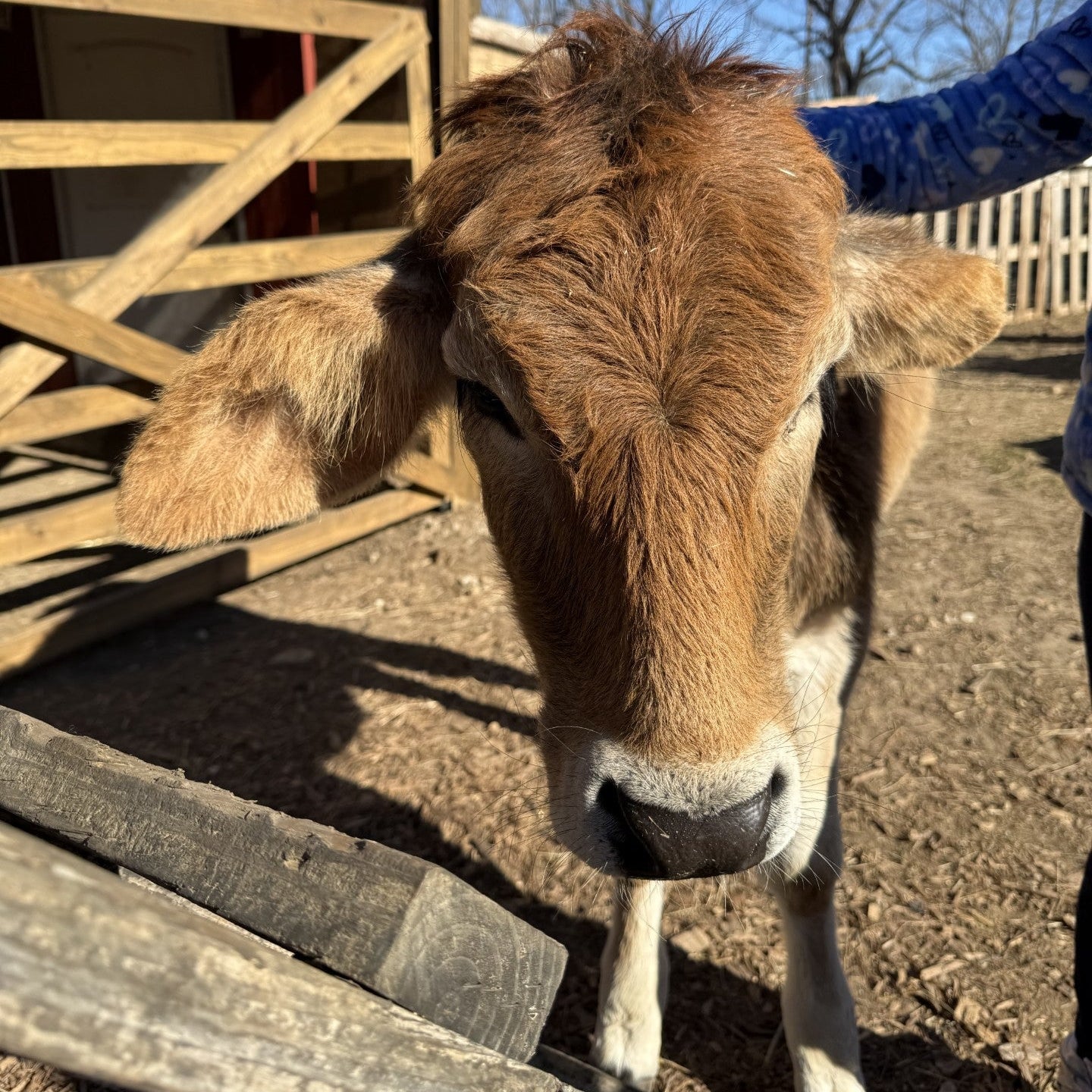 Alice the Cuddle Cow Hoodie